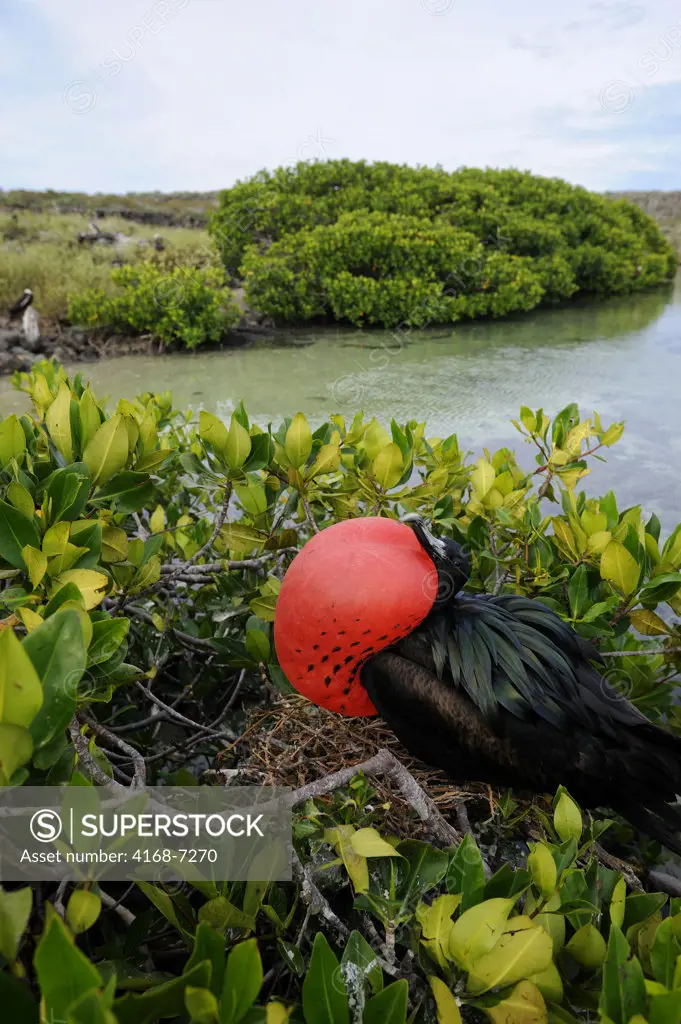 ECUADOR, GALAPAGOS ISLANDS, TOWER ISLAND (GENOVESA), GREAT FRIGATE BIRD COLONY, MALES WITH INFLATED THROAT POUCH, COURTSHIP BEHAVIOR