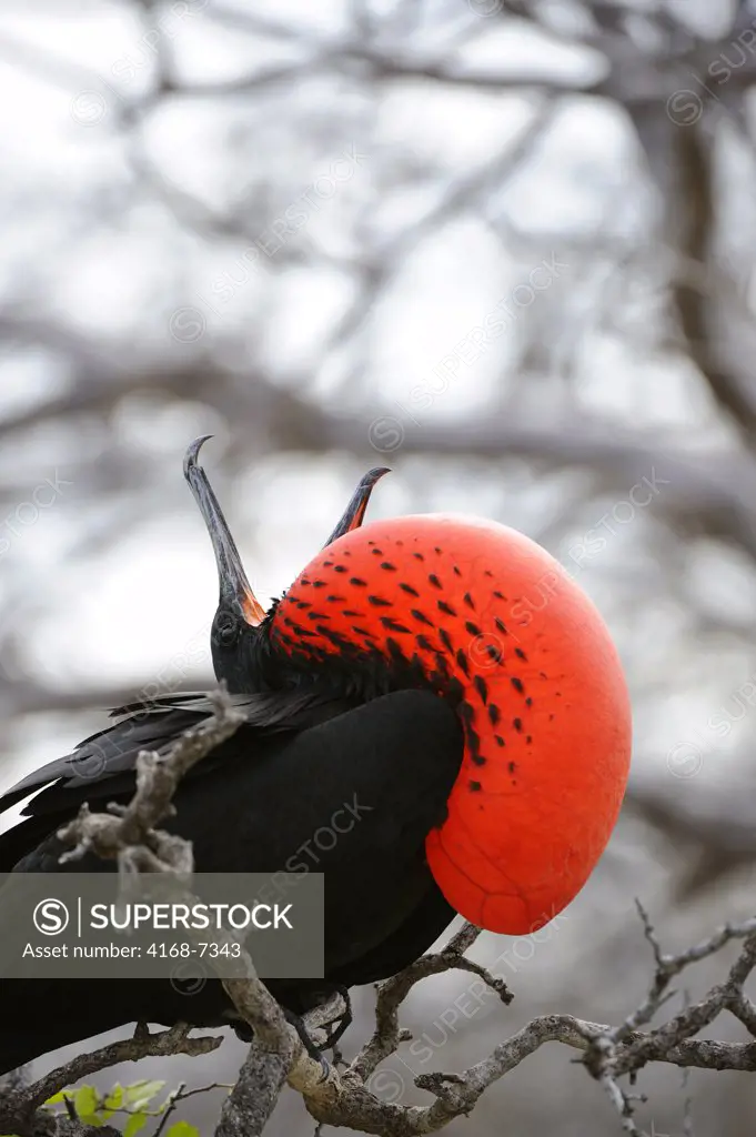 ECUADOR, GALAPAGOS ISLANDS, NORTH SEYMOUR ISLAND, FRIGATE BIRD, MALE WITH INFLATED THROAT POUCH, COURTSHIP BEHAVIOR
