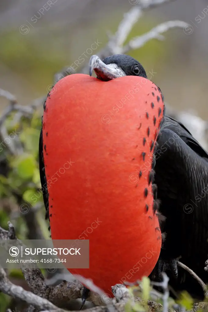 ECUADOR, GALAPAGOS ISLANDS, NORTH SEYMOUR ISLAND, FRIGATE BIRD, MALE WITH INFLATED THROAT POUCH, COURTSHIP BEHAVIOR
