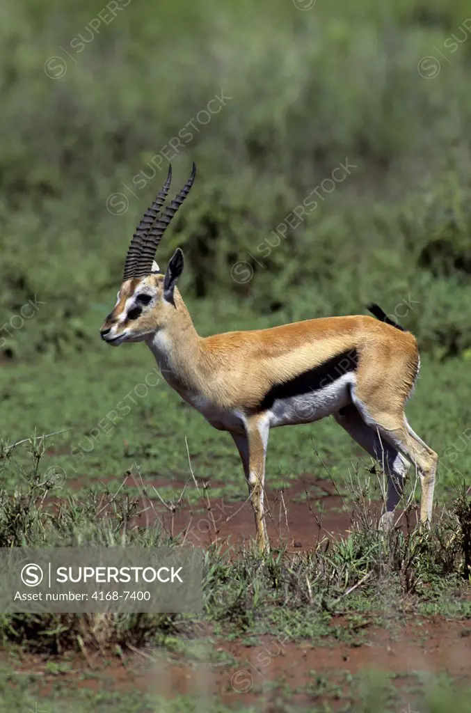 Tanzania, Serengeti, Male Thomson's Gazelle