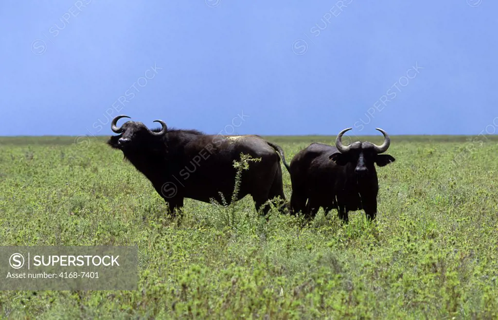 Tanzania, Serengeti, Cape Buffaloes