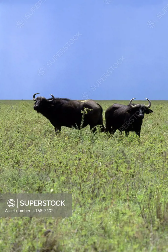Tanzania, Serengeti, Cape Buffaloes