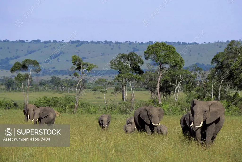 Kenya, Masai Mara, Elephants