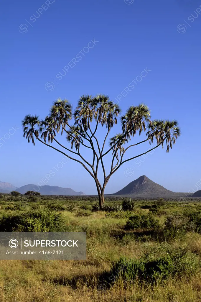 Kenya, Samburu, Doum Palm (Hyphaene Compressa) growing in landscape