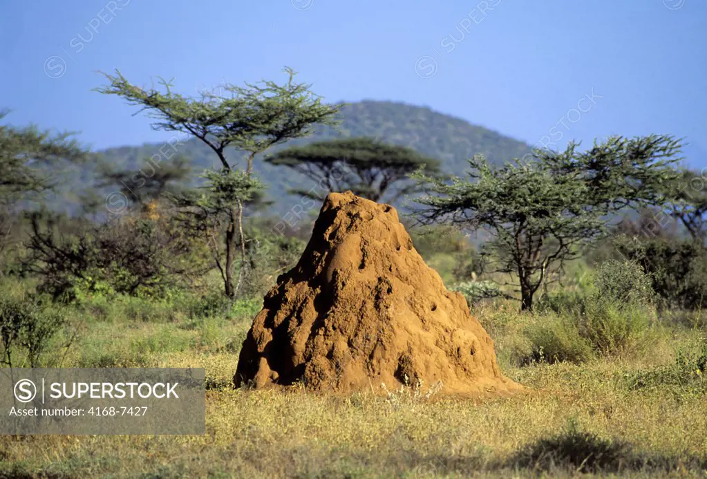 Kenya, Samburu, Termite mound