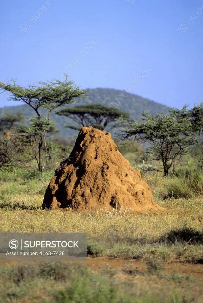 Kenya, Samburu, Termite mound