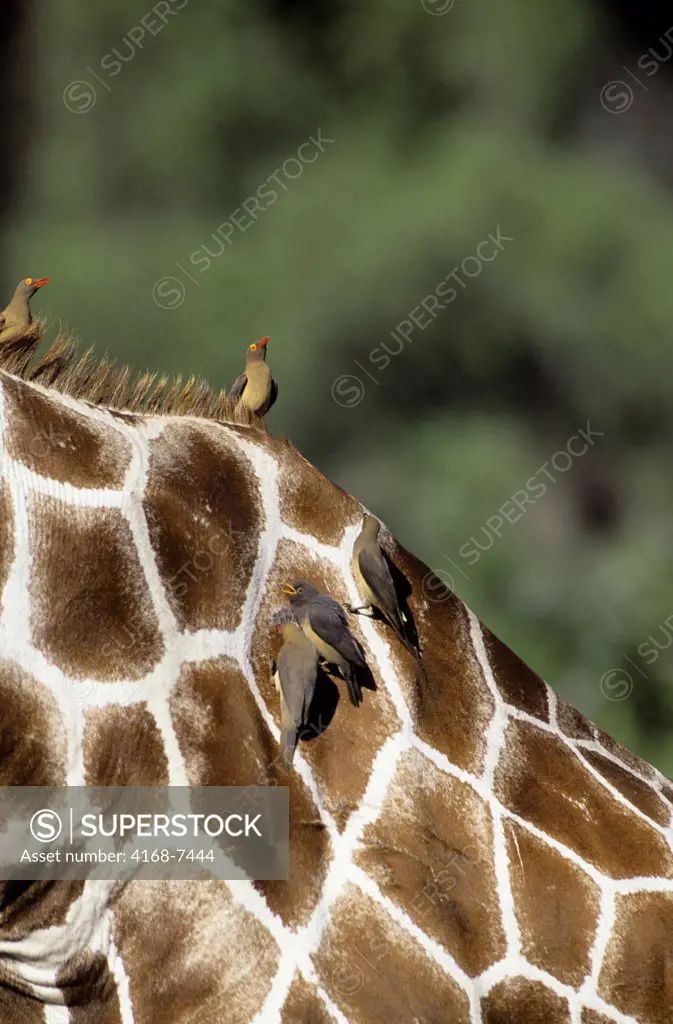 Kenya, Samburu, Red-billed Oxpeckers (Buphagus erythrorhynchus) picking ticks on Reticulated Giraffe's (Giraffa Camelopardalis Reticulata) back