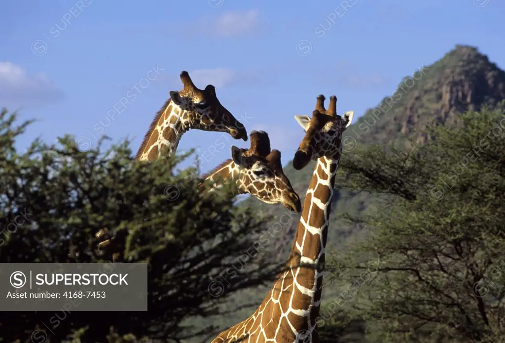 Kenya, Samburu, Reticulated Giraffes (Giraffa Camelopardalis Reticulata) feeding on Acacia trees