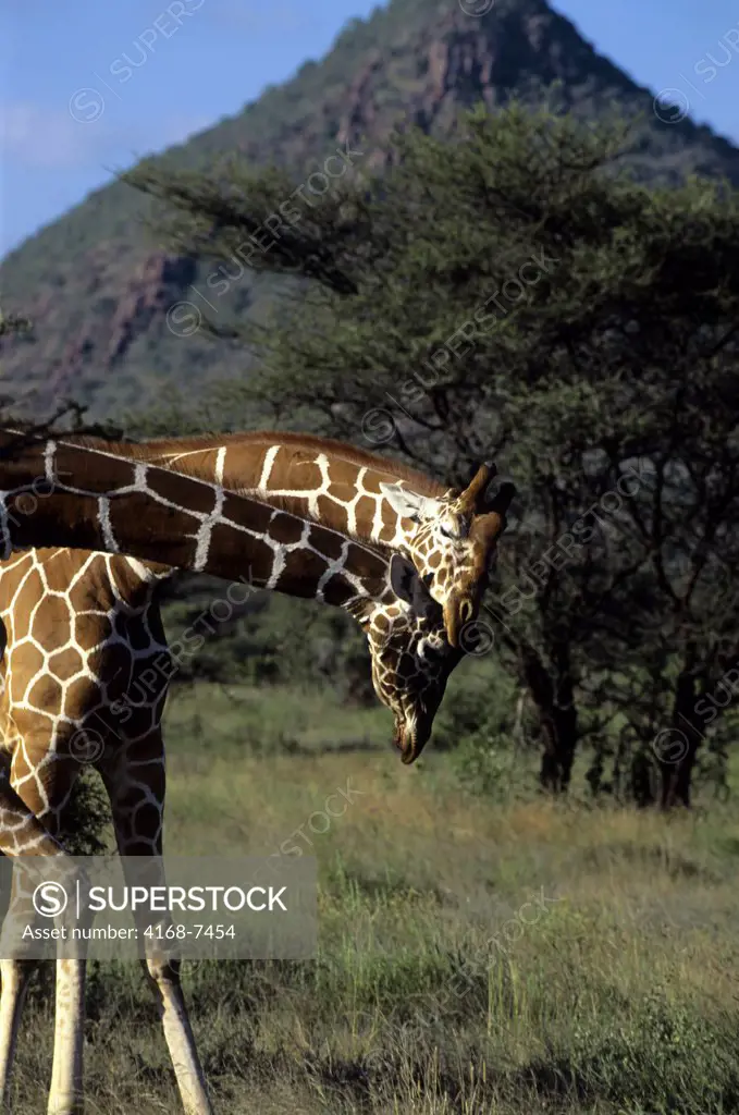 Kenya, Samburu, Reticulated Giraffes (Giraffa Camelopardalis Reticulata) necking