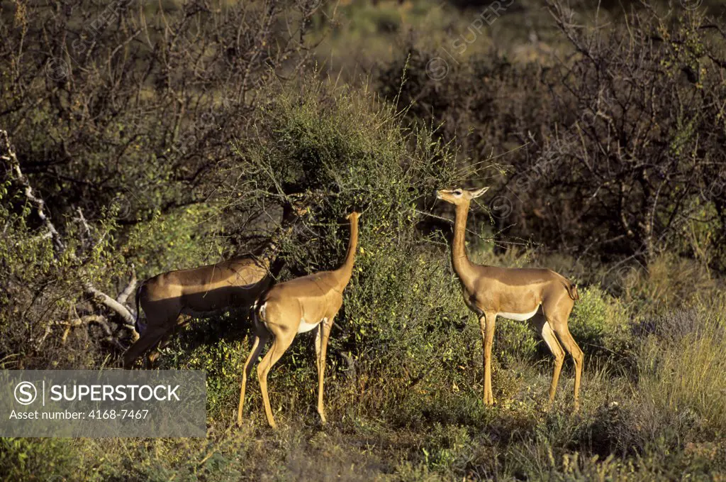 Kenya, Samburu, Gerenuks (Litocranius Walleri), Females feeding on acacia bush