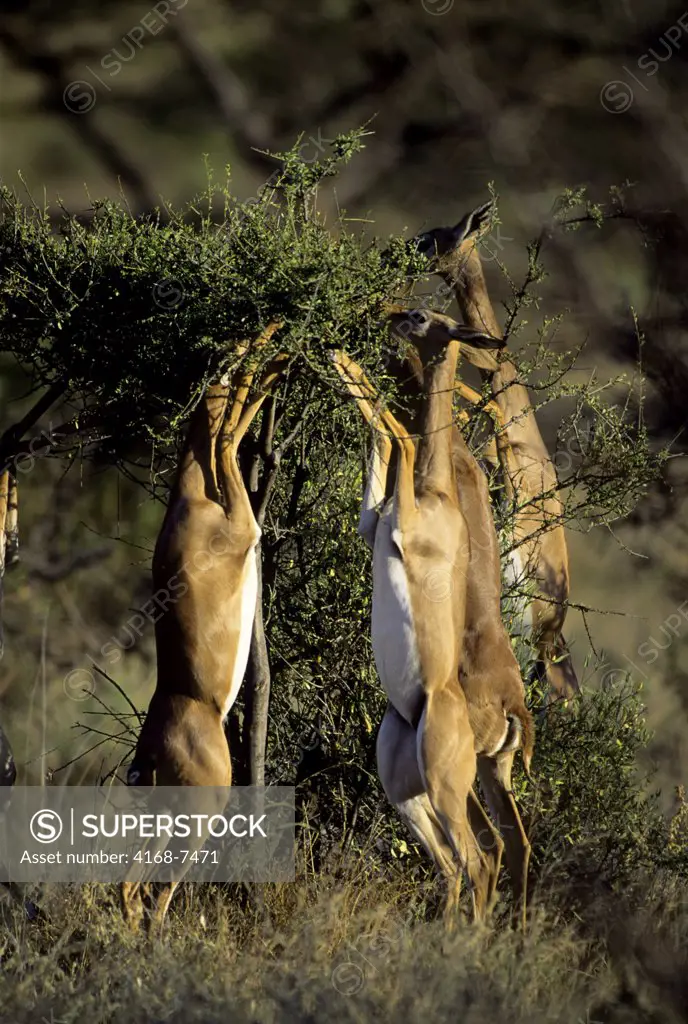 Kenya, Samburu, Gerenuks (Litocranius Walleri), Females feeding on acacia bush