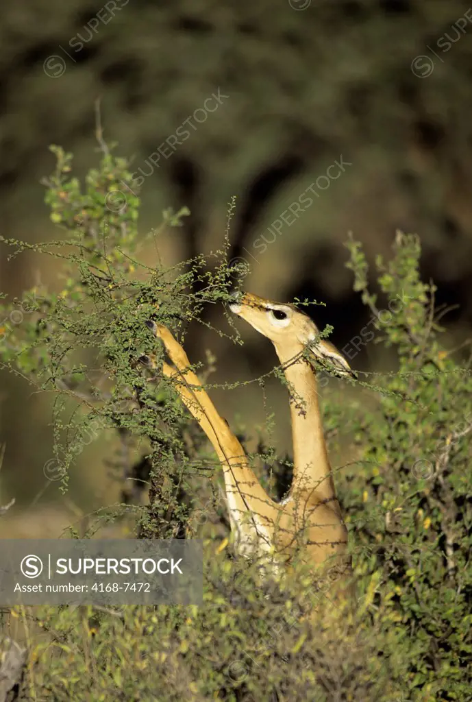 Kenya, Samburu, Gerenuk (Litocranius Walleri), female feeding on acacia bush