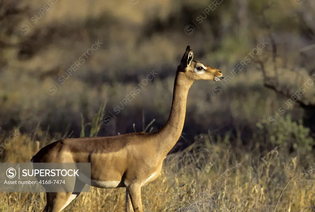 Kenya, Samburu, Gerenuk (Litocranius Walleri) female standing