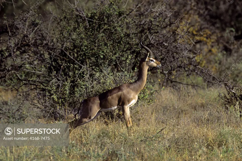 Kenya, Samburu, Male Gerenuk (Litocranius Walleri)