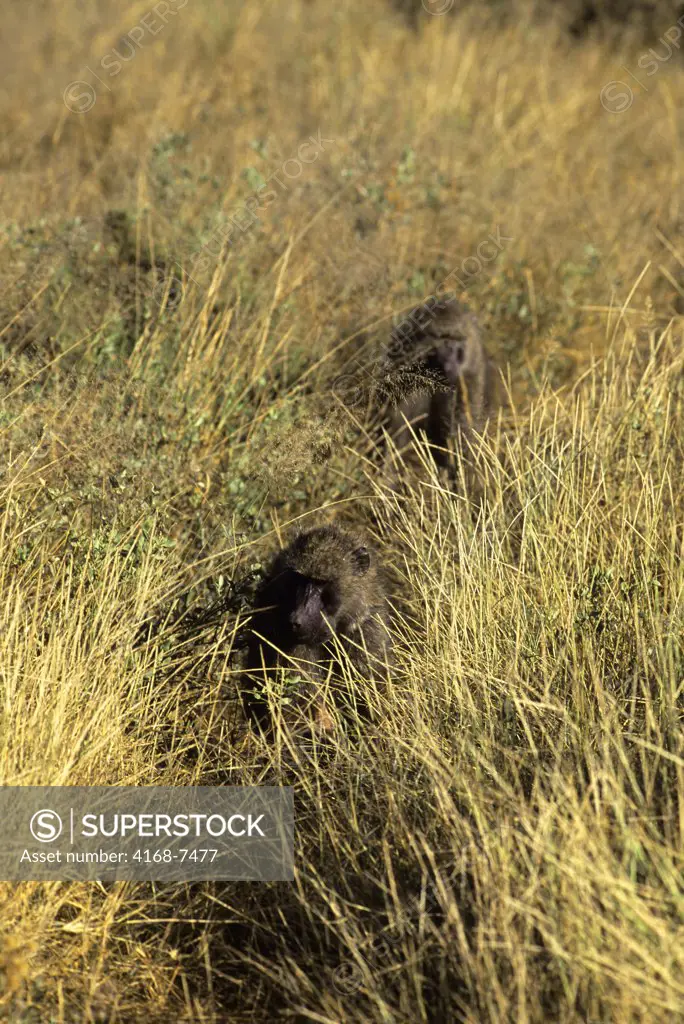 Kenya, Samburu, Olive Baboons (Papio Anubis) in grass
