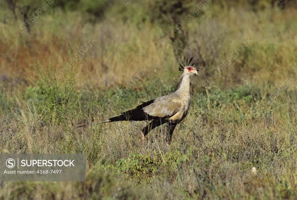 Kenya, Samburu, Secretary bird (Sagittarius serpentarius) searching for food