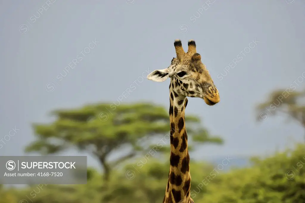 Tanzania, Serengeti National Park, Masai Giraffe Portrait