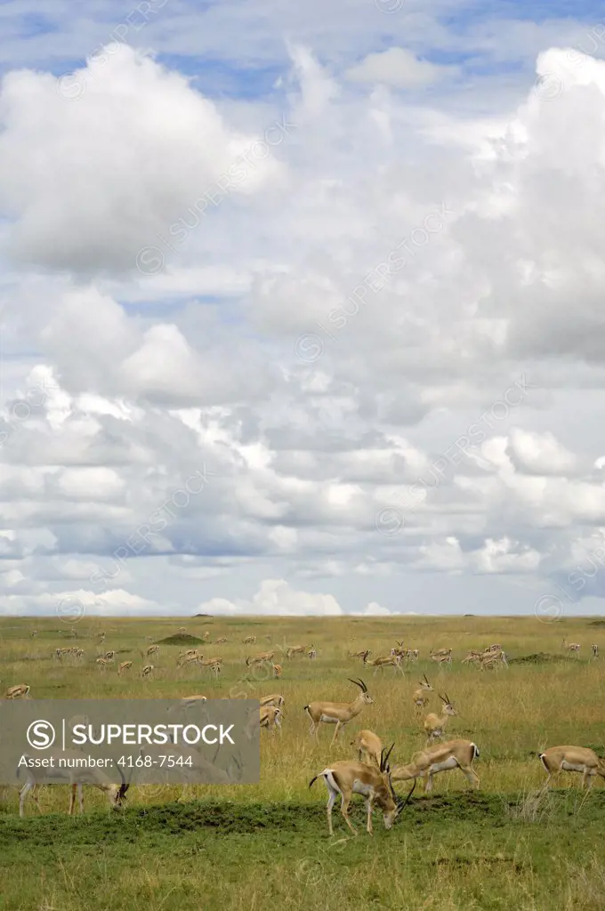 Tanzania, Serengeti National Park, Grant's Gazelles (Gazella Granti), Bachelor Group