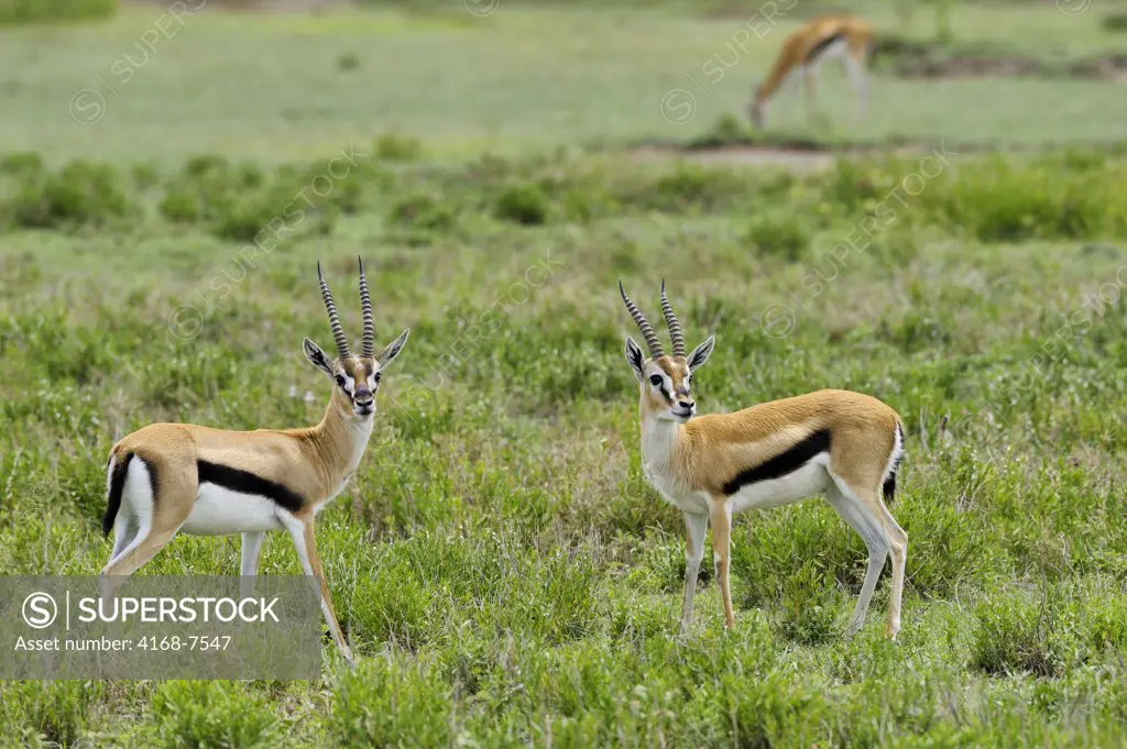 Tanzania, Serengeti National Park, Thomson's Gazelle (Gazella Thomsoni), Males Fighting