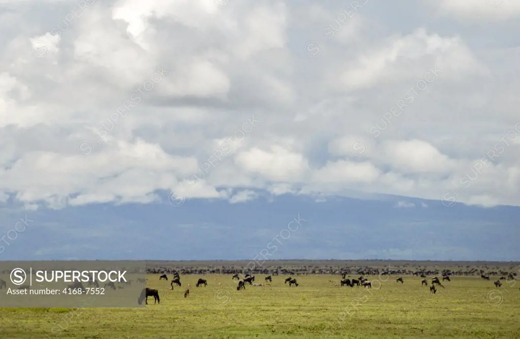 Tanzania, Serengeti National Park, Wildebeests (Connochaetes Taurinus) migration