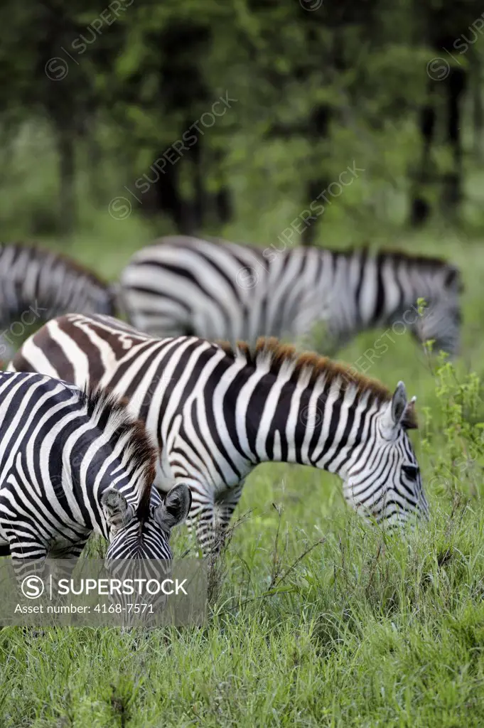 Tanzania, Serengeti National Park, Burchell's Zebras grazing