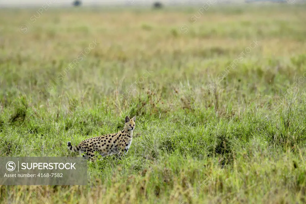 Tanzania, Serengeti National Park, Serval Cat (Leptailurus Serval) Hunting In Grass