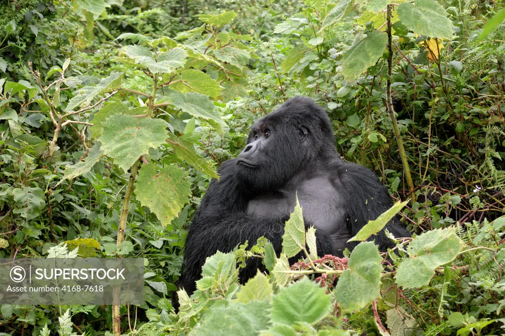 Rwanda, Volcano National Park, Mountain Gorilla (Gorilla Gorilla Beringei)