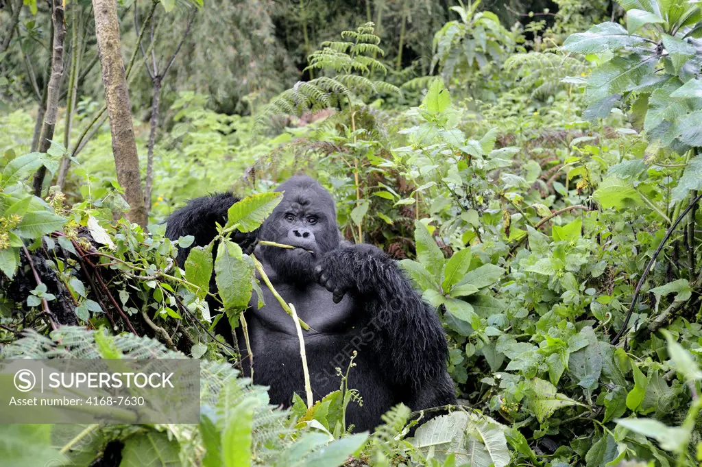 Rwanda, Volcano National Park, Mountain Gorilla (Gorilla Gorilla Beringei)