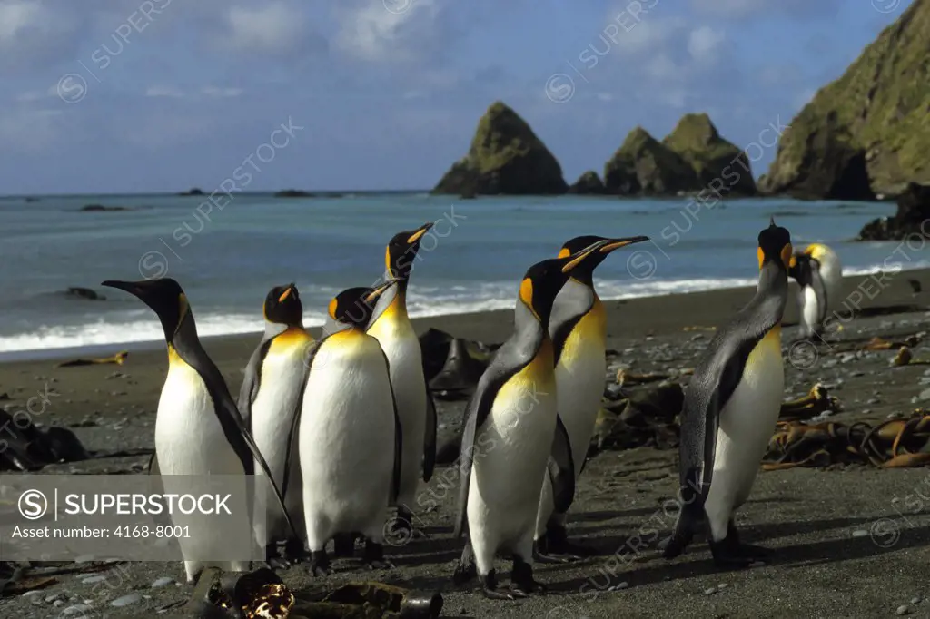 Antarctica, Macquarie Island, King Penguins (Aptenodytes patagonicus) on beach
