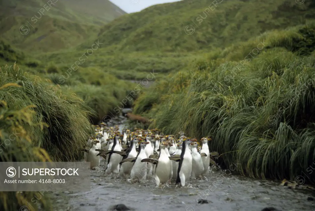 Antarctica, Macquarie Island, Royal Penguins (Eudyptes schlegeli) going up creek among Tussock grass