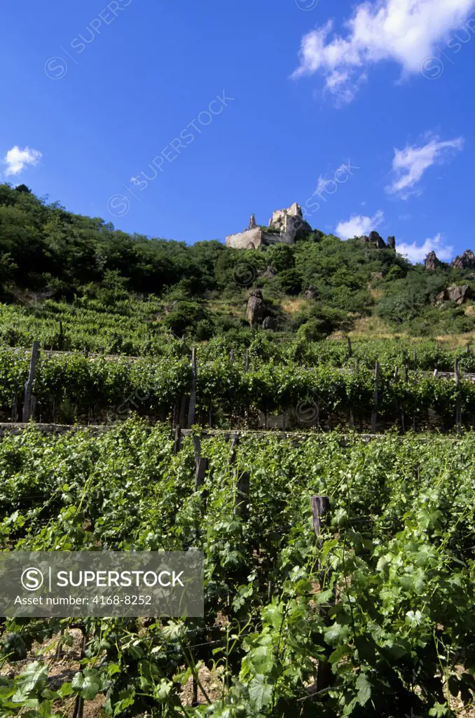 Austria, Wachau Valley, Durnstein, Vineyards with Castle Kuenringerburg in distance