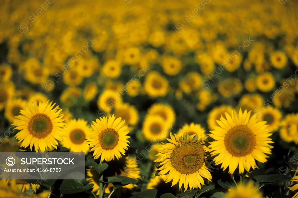 France, Loire Region, Near Chinon, Sunflower Field