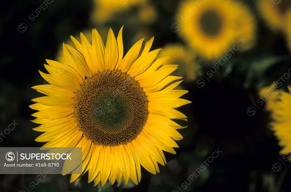 France, Loire Region, Near Chinon, Sunflower Field, Sunflower, Close Up