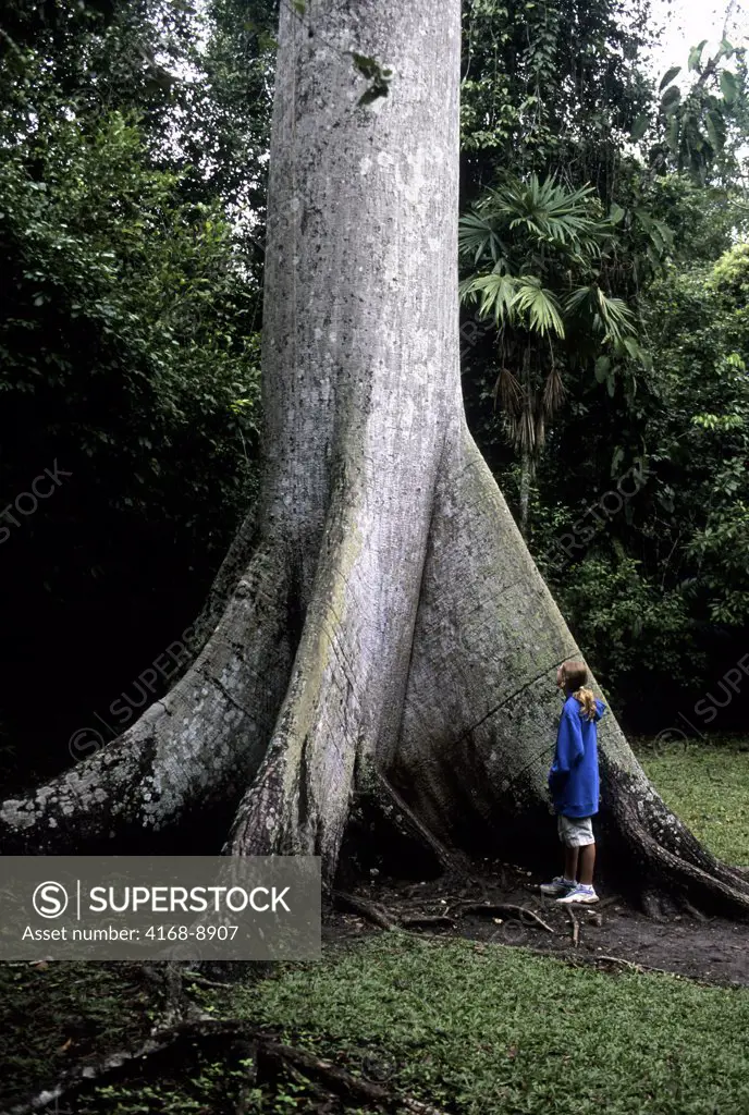 Guatemala, Tikal, Girl looking at Ceiba Tree