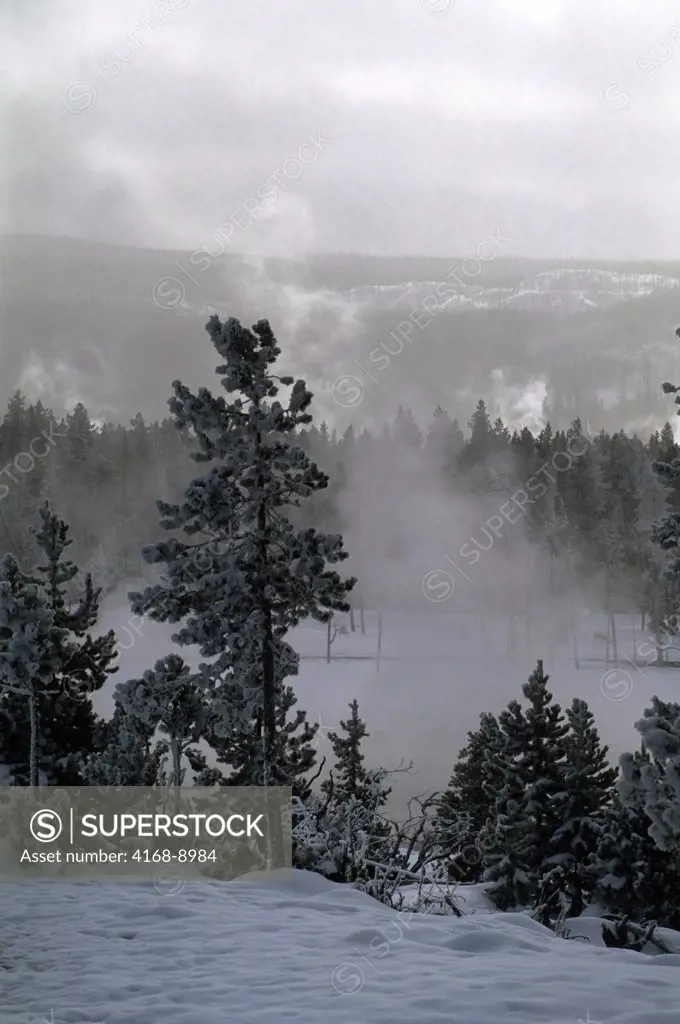 Usa, Wyoming, Yellowstone National Park, Frosted Lodgepole Pine Trees, Hot Springs, Winter Scene