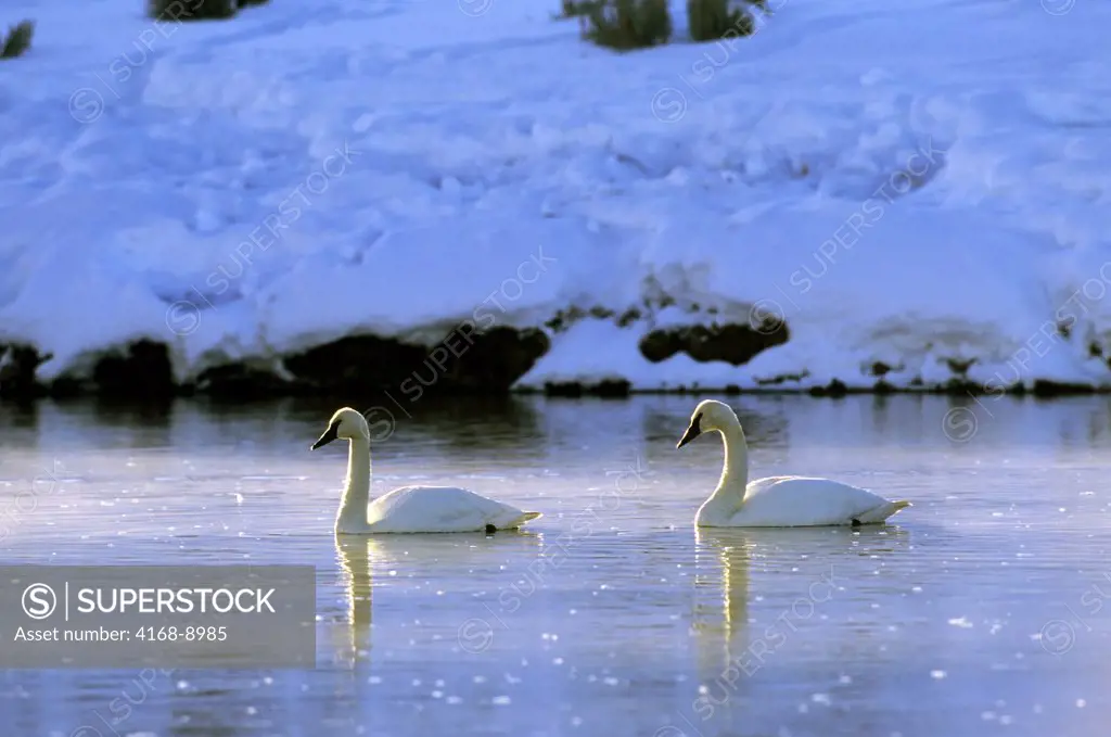 Usa, Wyoming, Yellowstone National Park, Trumpeter Swans On Madison River, Winter Scene
