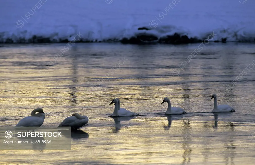 Usa, Wyoming, Yellowstone National Park, Trumpeter Swans On Madison River, Winter Scene
