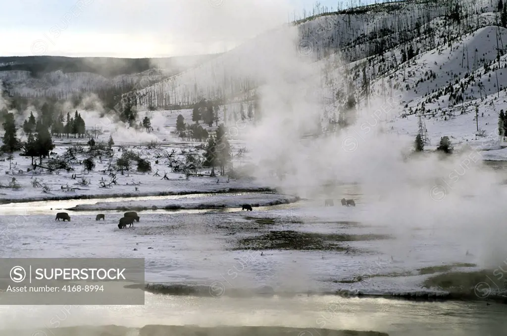 Usa, Wyoming, Yellowstone National Park, Bison Herd, Fumaroles (Hot Springs), Winter Scene