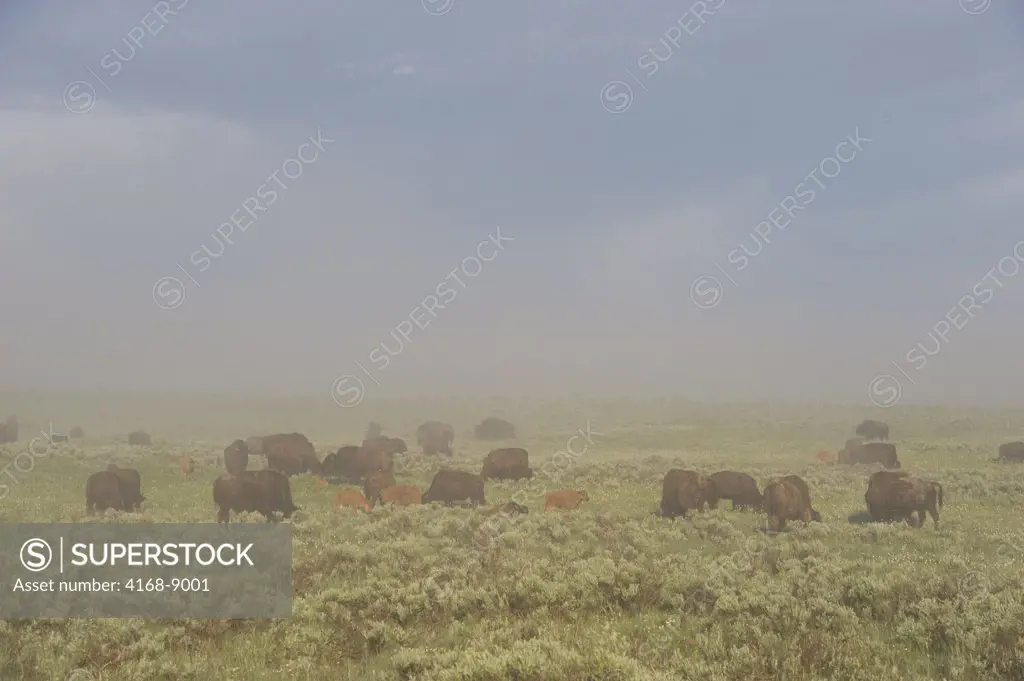 Usa, Wyoming, Yellowstone National Park, Hayden Valley, Bison Herd With Calfs In Fog