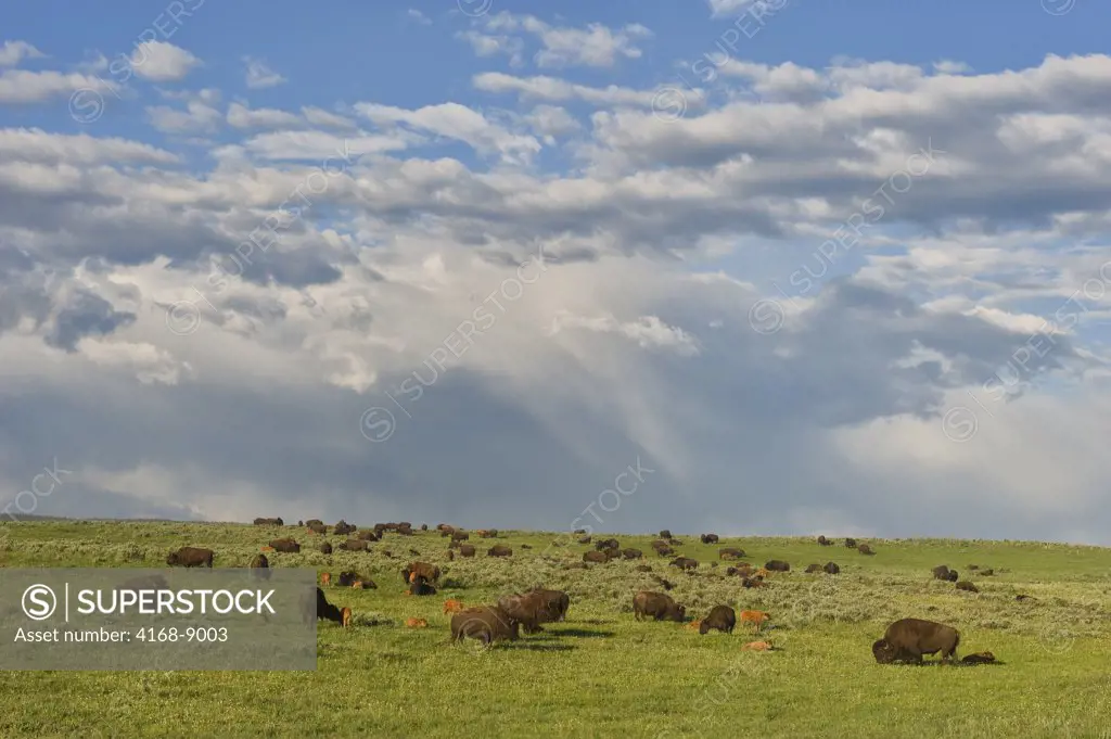 Usa, Wyoming, Yellowstone National Park, Hayden Valley, Bison Herd With Calfs