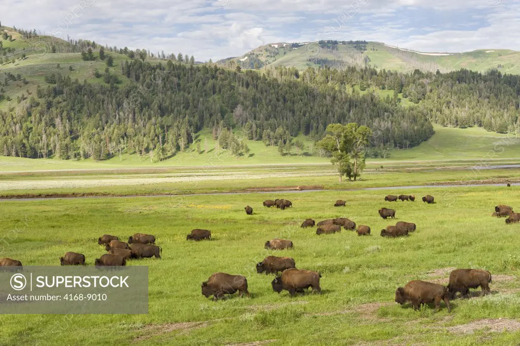 Usa, Wyoming, Yellowstone National Park, Lamar Valley, Bison