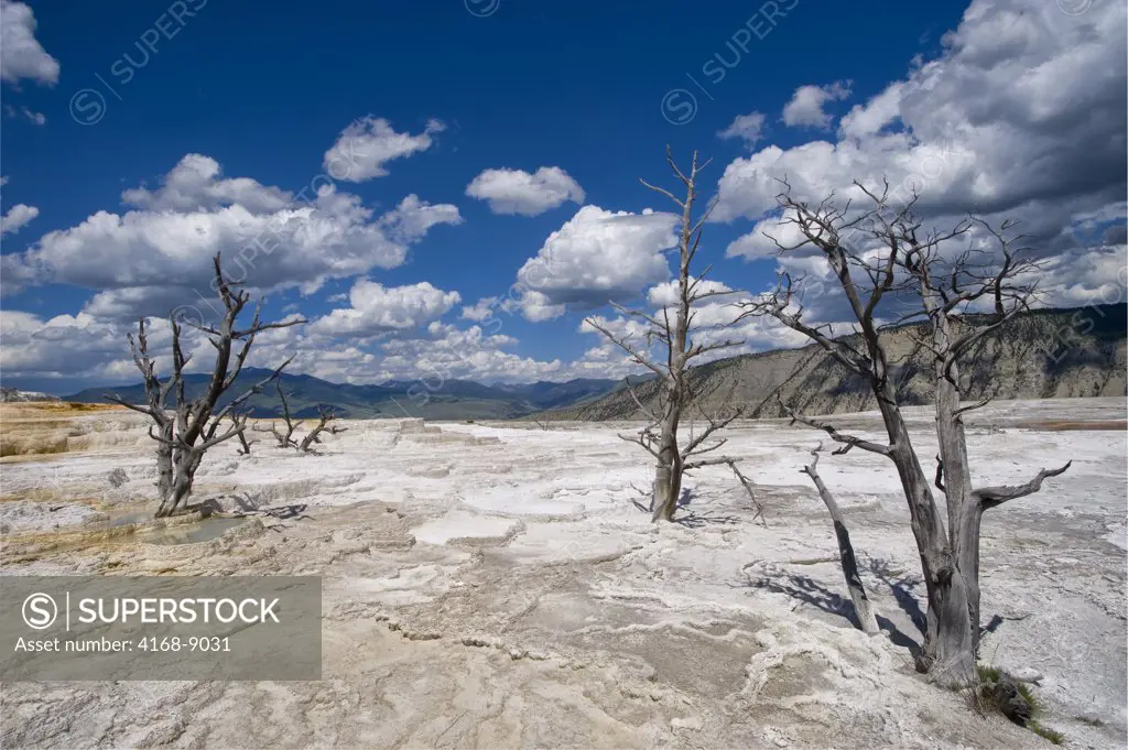 Usa, Wyoming, Yellowstone National Park, Mammoth Hot Springs Area, Dead Trees