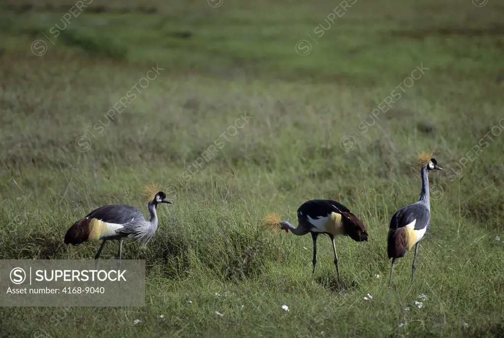 Tanzania, Ngorongoro Crater, Crowned Cranes Feeding On Grass