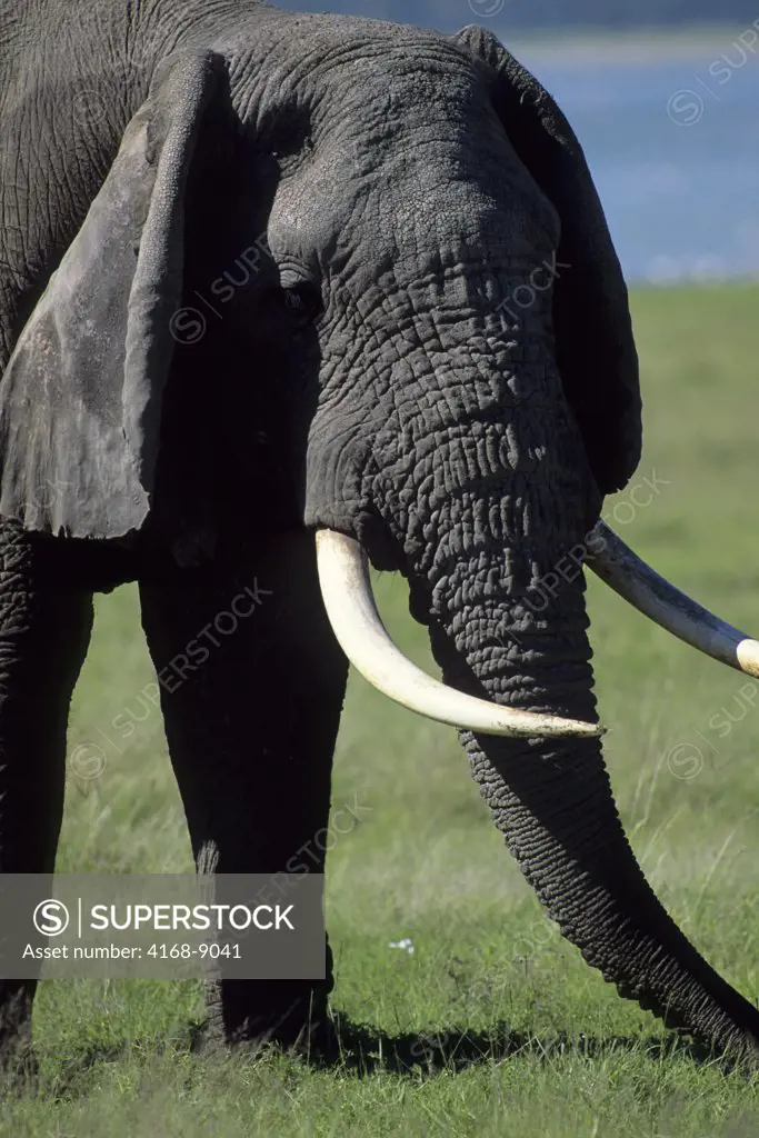 Tanzania, Ngorongoro Crater, Elephant Bull, Close-Up