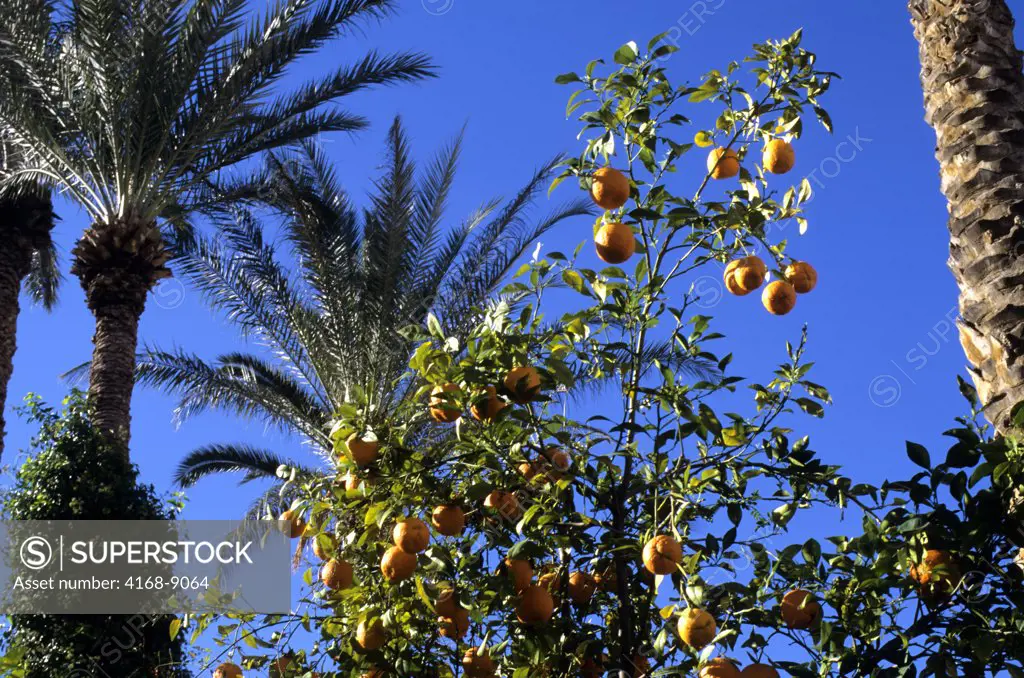 Morocco, Marrakech, Medina, Sadian Tombs, Orange Trees