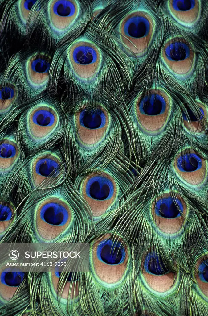 Morocco, Marrakech, Peacock, Detail Of Tail Feathers