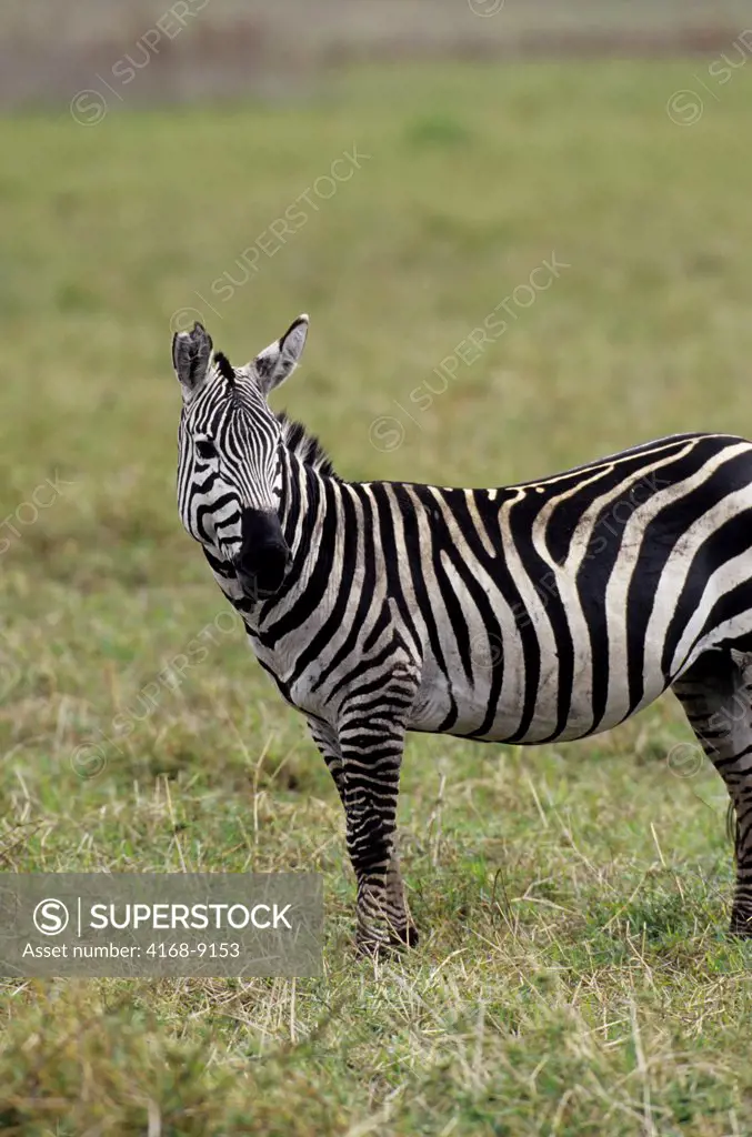 Tanzania, Ngorongoro Crater, Burchell'S Zebra