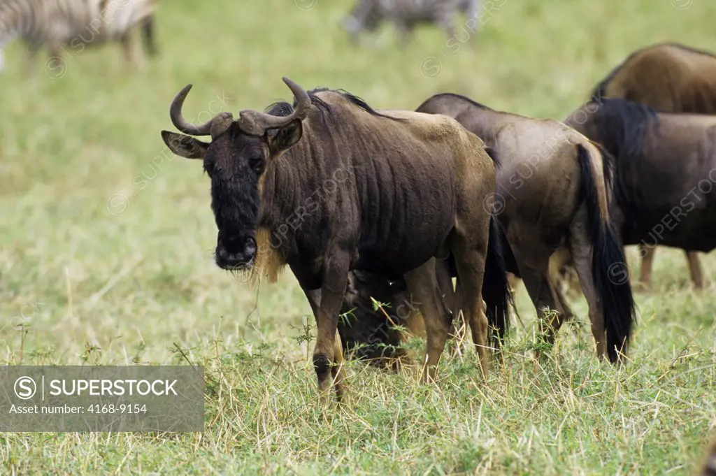 Tanzania, Ngorongoro Crater, Wildebeeste