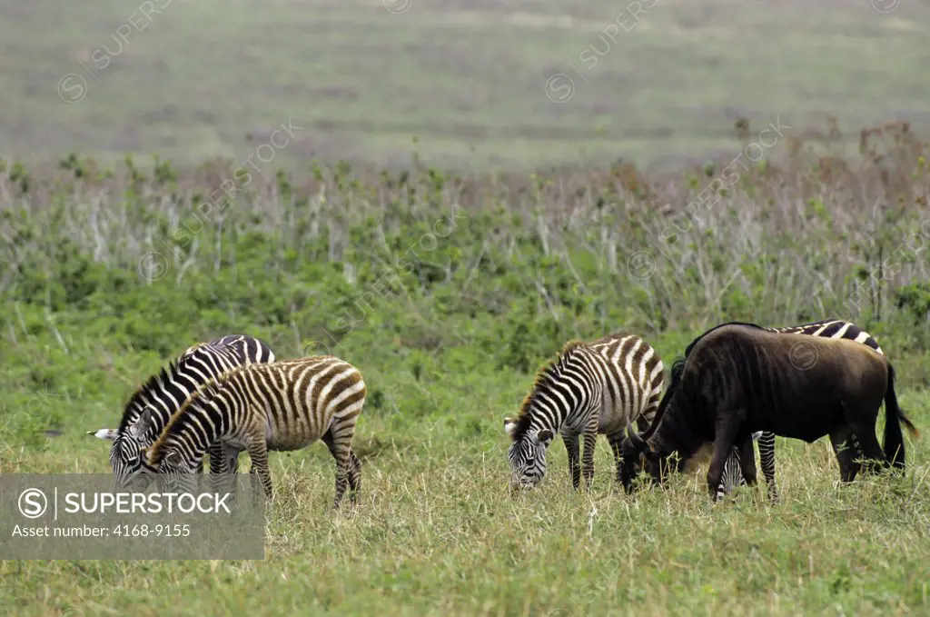 Tanzania, Ngorongoro Crater, Wildebeeste And Burchell'S Zebras