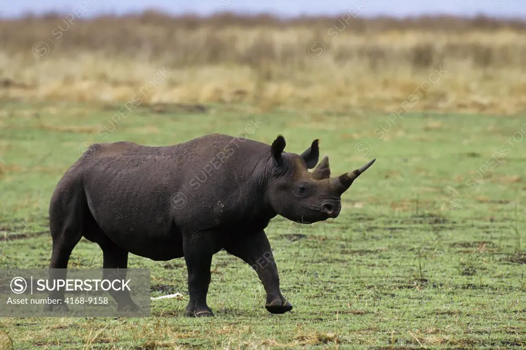 Tanzania, Ngorongoro Crater, Black Rhinoceros